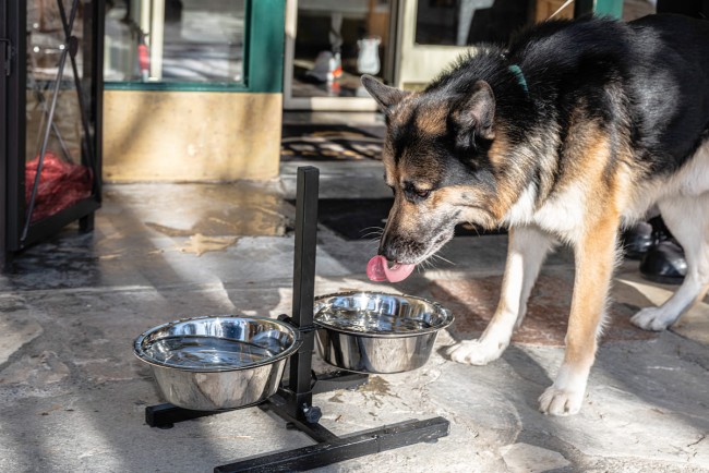 Schäferhund trinkt an unserer "Hundetankstelle" im Sporthotel